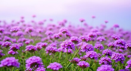 Naklejka premium A vibrant field of purple verbena flowers creates a serene and beautiful vista
