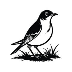 Detailed line art illustration of an american robin bird in mid hop across a grassy field on a white background