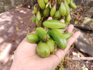 Starfruit Wuluh Freshness in the Garden