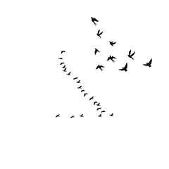 Group of birds soaring gracefully in the sky, representing peace, freedom, and nature’s beauty.

