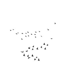 a set of birds flying in the sky. 
