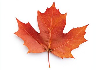 Fototapeta premium Canada maple leaf botanical seasonal natural.