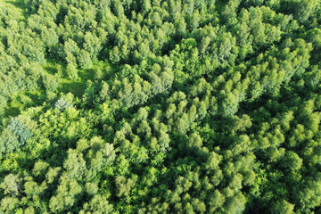 Forest canopy viewed from above