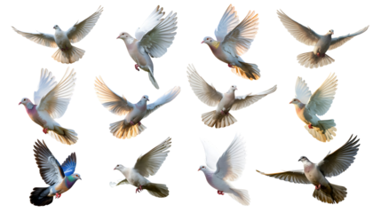 Flying dove set different style on isolated background, Dove, dove - bird, peace, peace symbol, symbols of peace, faith, peaceful, white, love
