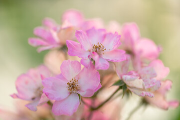 Soft pink wild rose flowers in natural light