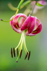 Obraz premium Pink lily flower with curved petals and stamens in focus