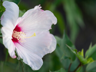 White hibiscus flower with pink center in natural light