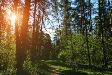 Obraz premium Forest path winding through green trees. Sunlit park landscape. Outdoor escape and natural scenery for relaxation. Vintage film aesthetic.