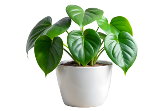 A vibrant green philodendron plant in a white pot, isolated on a clean transparent background, showcasing its lush heartshaped leaves and healthy growth - Powered by Adobe