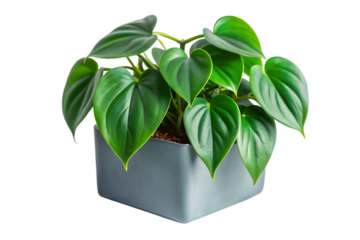 A healthy philodendron plant in a modern grey square pot, isolated on a transparent background, featuring its glossy green heartshaped leaves and natural beauty
