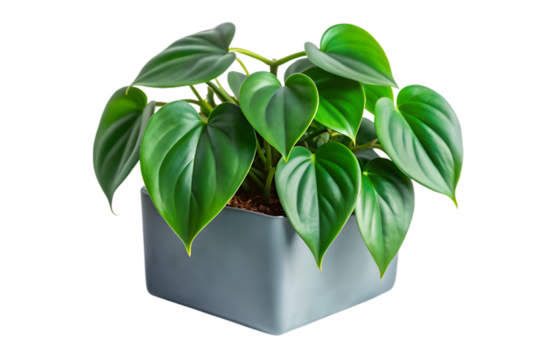 A healthy philodendron plant in a modern grey square pot, isolated on a transparent background, featuring its glossy green heartshaped leaves and natural beauty - Powered by Adobe