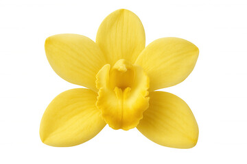Yellow orchid blossom blooming, detailed close-up revealing intricate petal texture against transparent white background