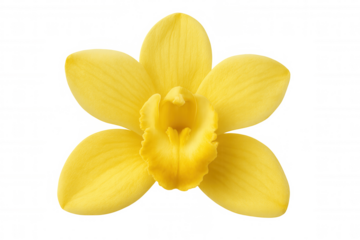 Yellow orchid blossom blooming, detailed close-up revealing intricate petal texture against transparent white background
