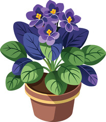 African violet in pot