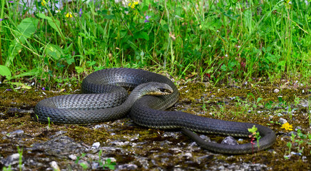 Östliche Eidechsennatter // Eastern Montpellier snake (Malpolon insignitus) - Peloponnes, Griechenland