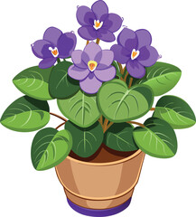 African violet in pot