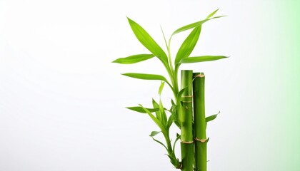 Fototapeta premium Three Bamboo Stalks with Leaves on White Gradient Background