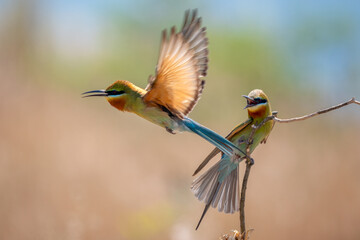 Blue-tailed Bee-eater - Merops philippinus, beautiful colored bee-eater from Asian forests and woodlands, Son Tra, Vietnam.