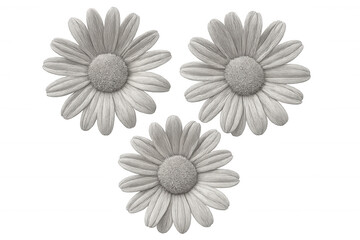 Three white daisies blooming against a transparent background, offering a fresh touch for nature-themed projects and designs