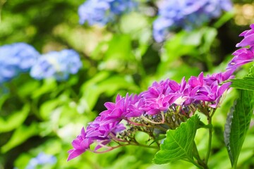 selective breeding purple hydrangea