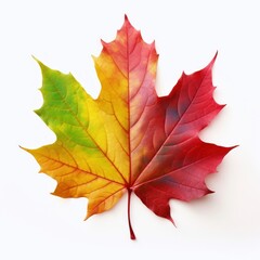 Obraz premium Colorful autumn maple leaf
