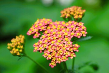 yarrow flower