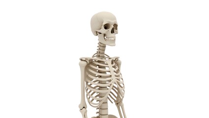 a male upper body skeleton, full detail on skull, rib cage, clavicle, spine, and arms