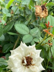white and yellow flowers