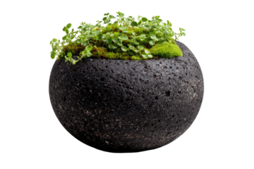 Dark volcanic rock sphere planter with small greenery