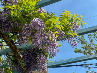 青空に映える満開の藤の花