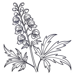 black and white aconitum vulparia
