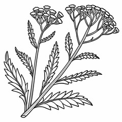 achillea tomentosa with leaves © MOHAMMADRIPON