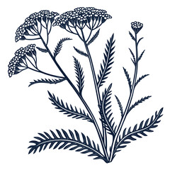 black and white achillea tomentosa © MOHAMMADRIPON