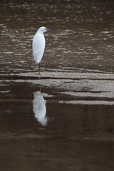 snowy egret on the beach