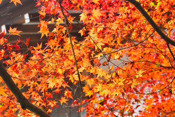 京都　大原　三千院　美しいモミジ　（もみじ）の紅葉（日本京都府京都市）Kyoto Ohara　Sanzen-in Temple, (Sanzenin Temple), Beautiful autumn maple leaves (Kyoto City, Kyoto Prefecture, Japan)

