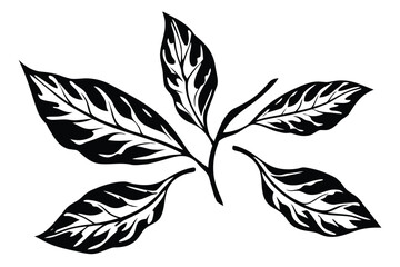 Calathea Plant Leaves Art with Striped Pattern Design on White Background