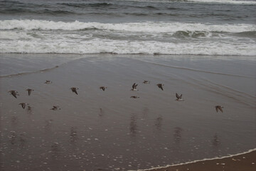 Gulls Flying Along Beach