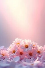 Soft Pink Daisies with a Dreamy Glowing Background