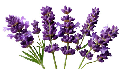 Lavender's Embrace: Delicate lavender blossoms display their purple hues, an aromatic burst of nature's elegance. These vibrant blooms offer a sensory symphony.