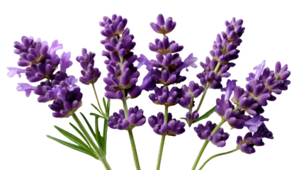 Lavender's Embrace: Delicate lavender blossoms display their purple hues, an aromatic burst of nature's elegance. These vibrant blooms offer a sensory symphony.