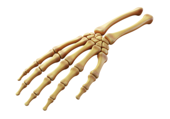 Detailed anatomical model of a human hand skeleton isolated on black background for educational