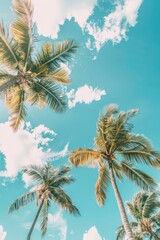 Palm trees sky outdoors nature.