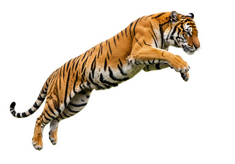 Obraz premium Dynamic Bengal Tiger in Mid-Air Capture Showcasing Power and Grace Against Black Background