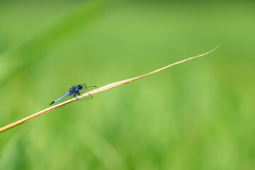 シオカラトンボ