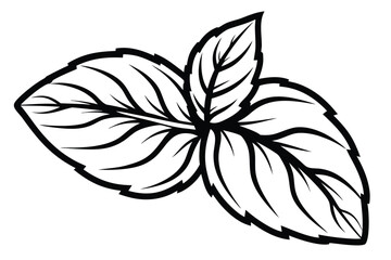 Basil Leaves Isolated Outline, Black and White Herbs, Aromatic Ingredient Art