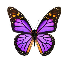 Beautiful monarch butterfly with colorful orange and black wings isolated on a white background