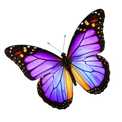 Fototapeta premium Beautiful monarch butterfly with colorful orange and black wings isolated on a white background