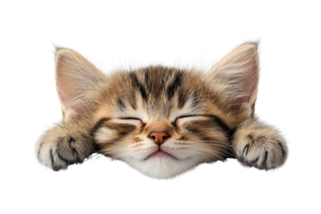 Adorable sleeping kitten with a peaceful expression, perfect for animal lovers and pet-themed designs.
