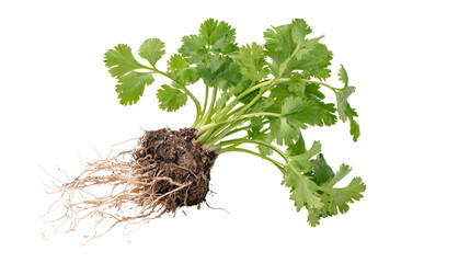 Cilantro plant with roots, isolated on a white background, showcasing fresh herbs for culinary use.