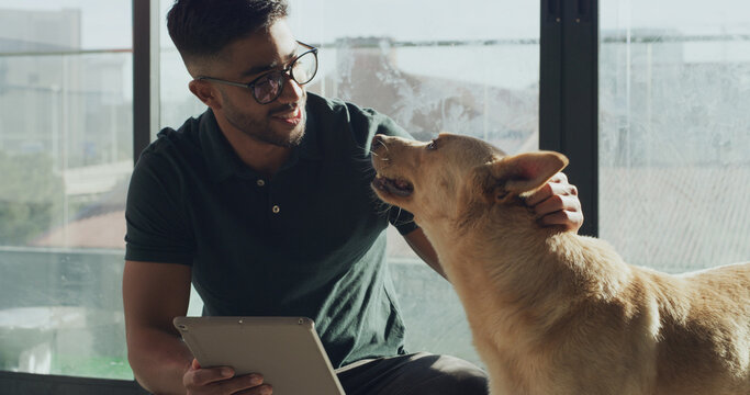 Tablet, rescue center and man with dog for online application, website and pet information. Animal shelter, sanctuary and person with canine on digital tech for volunteering, adoption and foster care